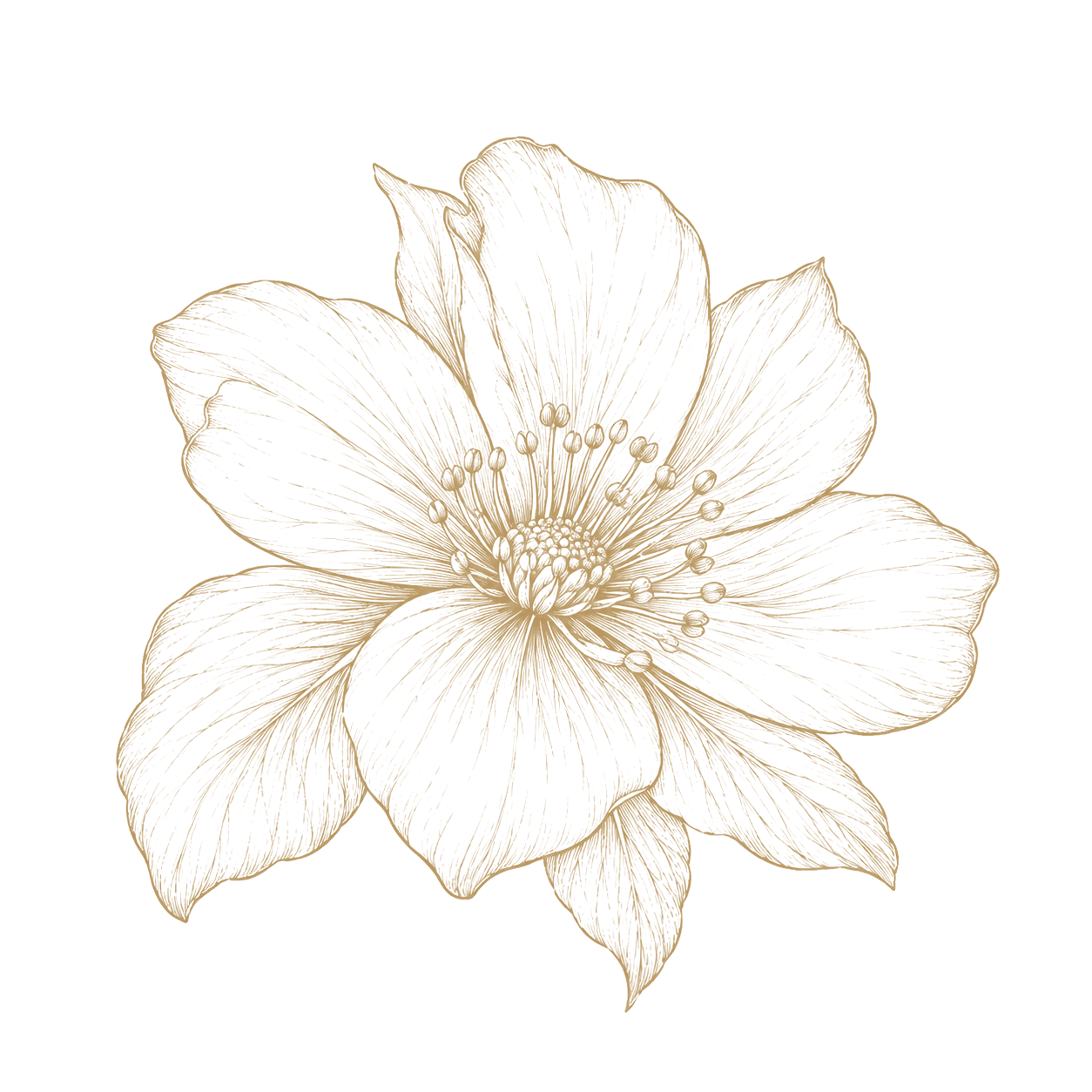 Floral study