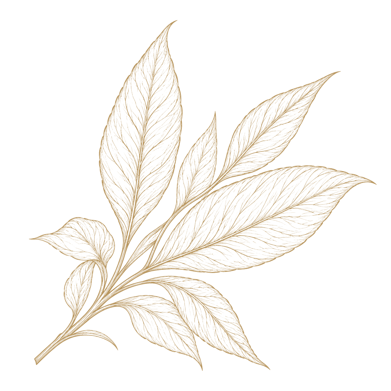 Foliage study