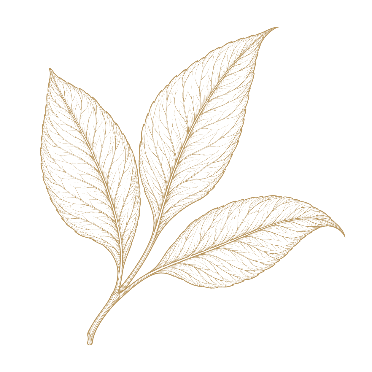 Tea leaf study