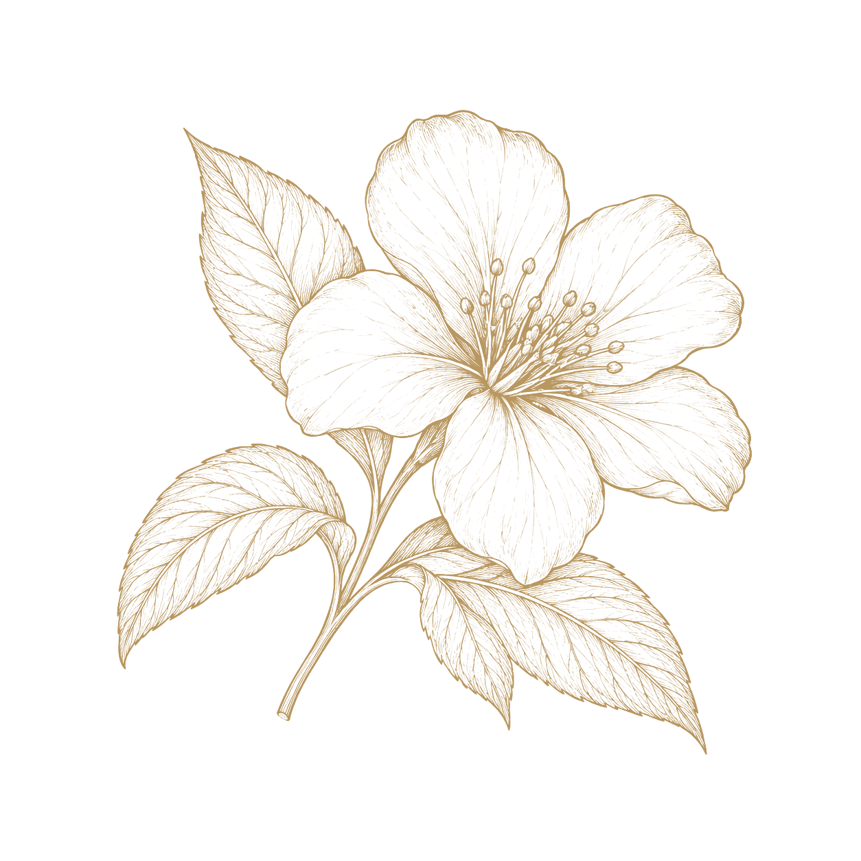 Floral studies