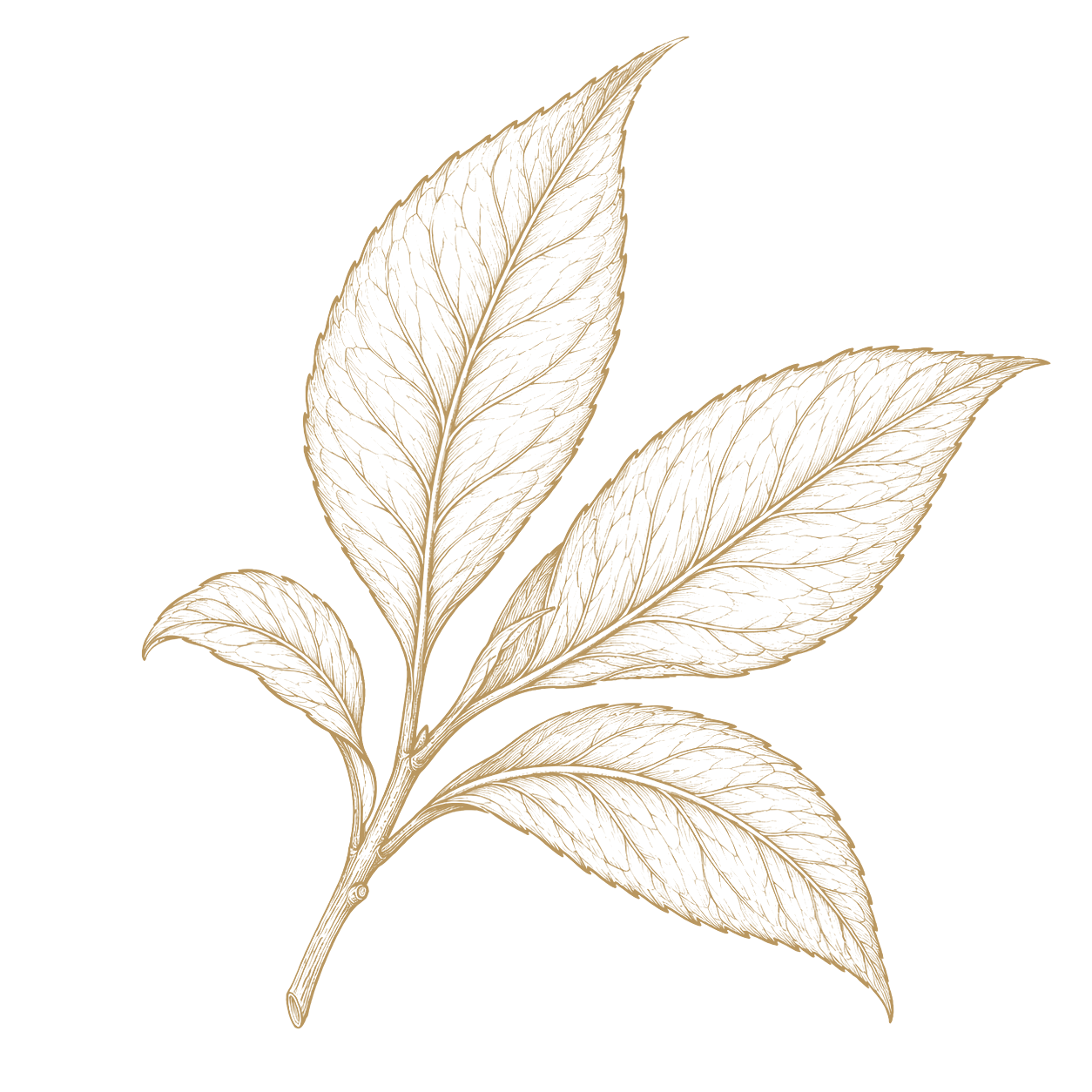 Leaf forms