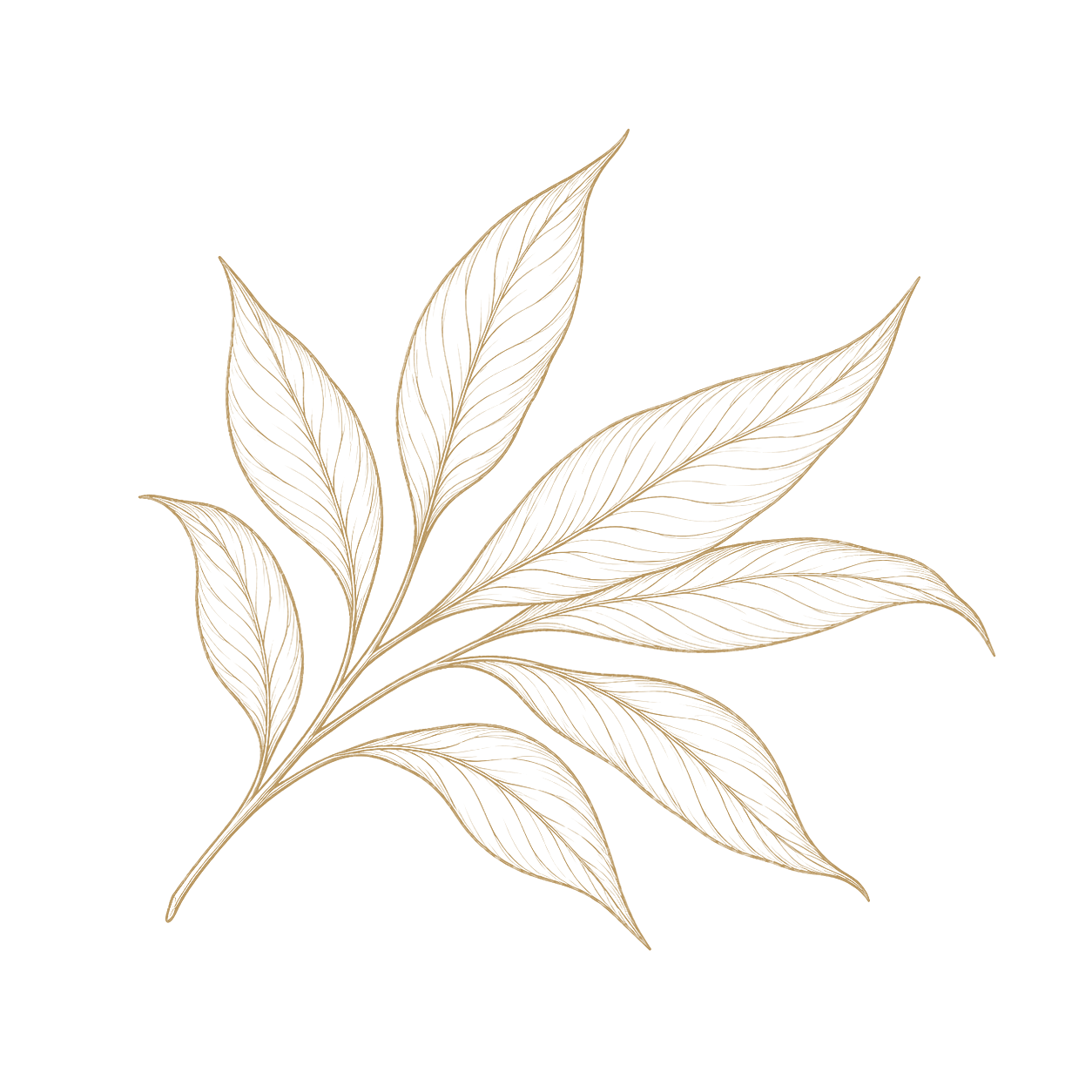 Contour motifs
